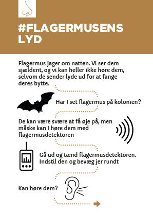 Read more about the article Flagermusens lyd
