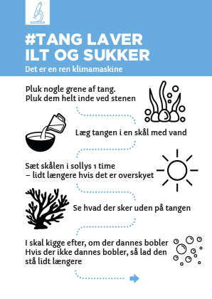 Read more about the article Tang laver ilt og sukker